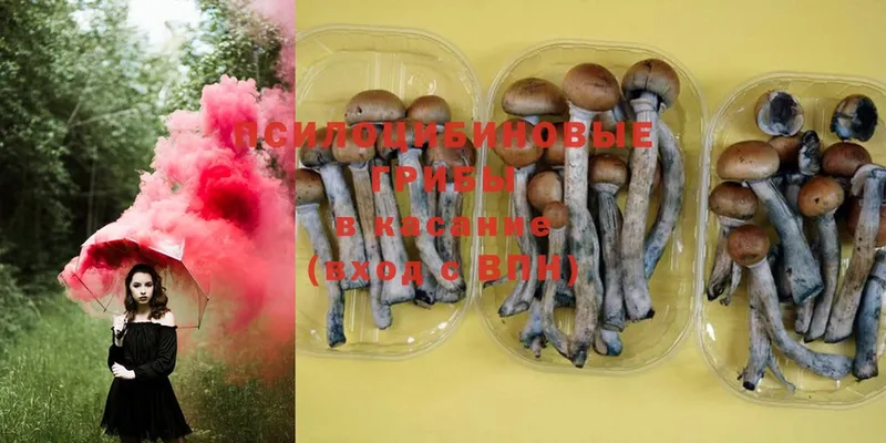 где купить   Гдов  Псилоцибиновые грибы MAGIC MUSHROOMS 