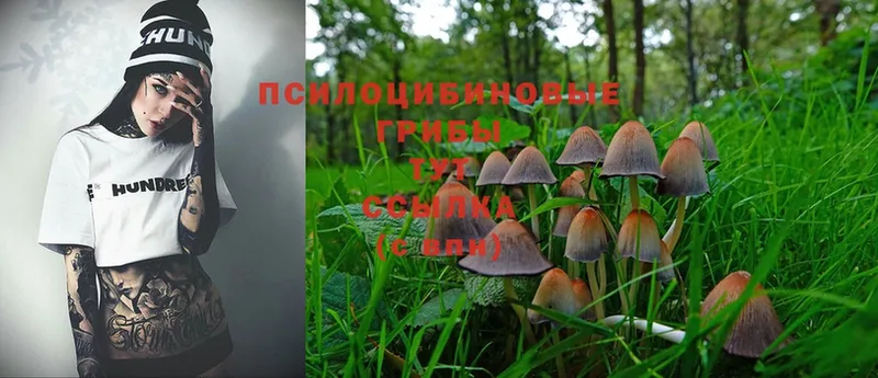 Галлюциногенные грибы Psilocybine cubensis Гдов